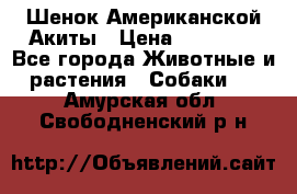 Шенок Американской Акиты › Цена ­ 35 000 - Все города Животные и растения » Собаки   . Амурская обл.,Свободненский р-н